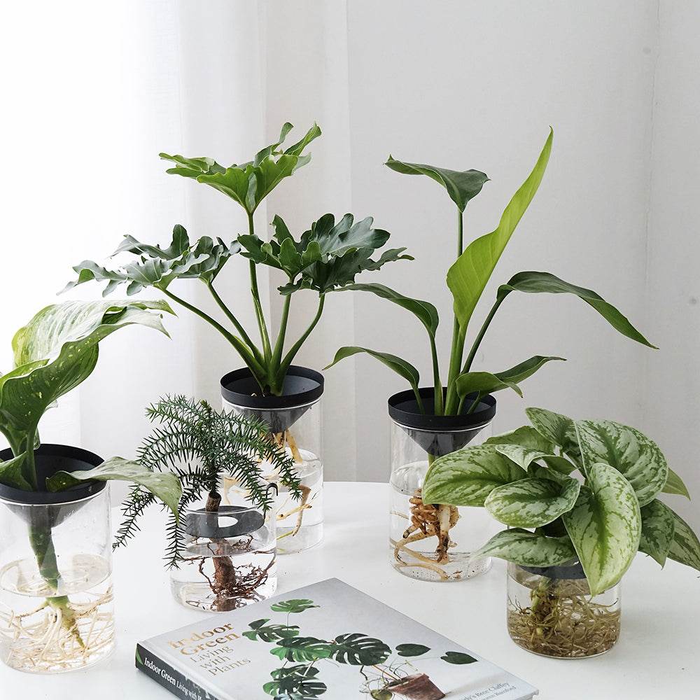 Cultivate Water Plants To Purify The Air Office Desktop Potted Plants - Mubimart