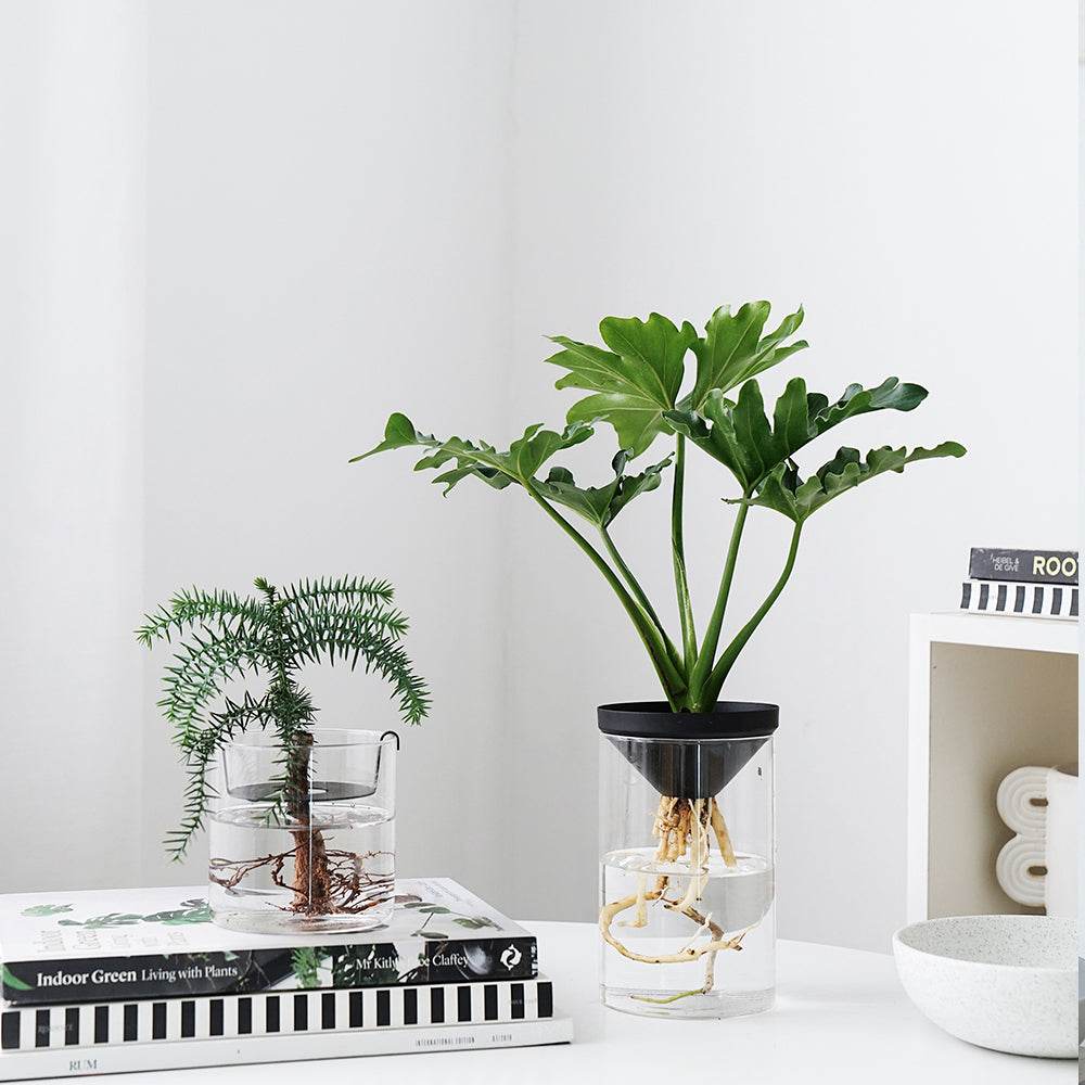 Cultivate Water Plants To Purify The Air Office Desktop Potted Plants - Mubimart