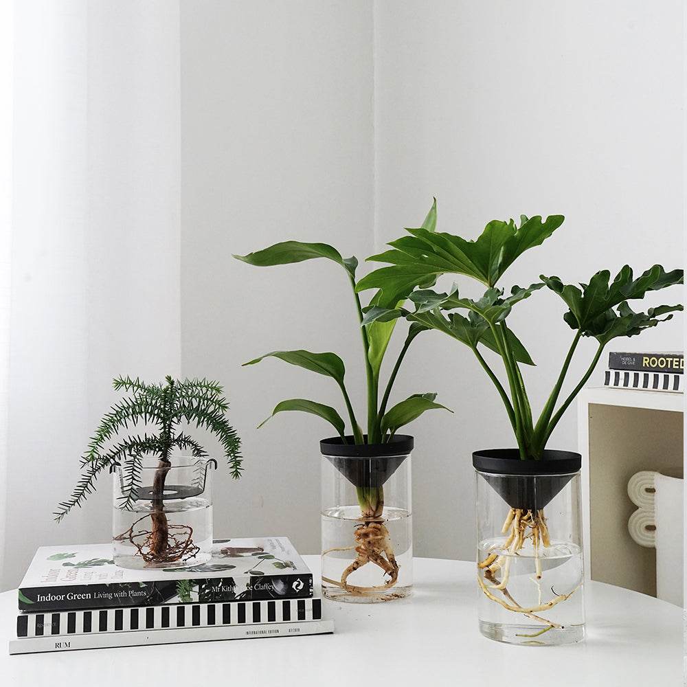 Cultivate Water Plants To Purify The Air Office Desktop Potted Plants - Mubimart