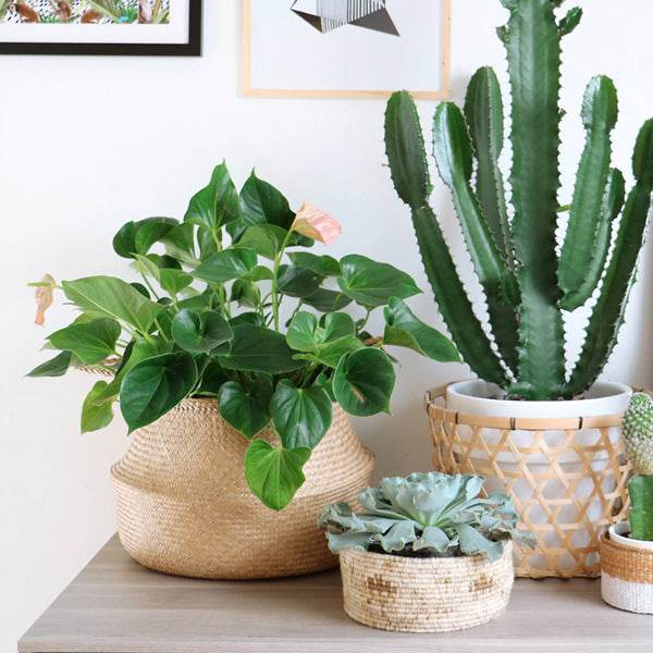 Green plant seaweed woven flower basket portable flowerpot dry flower basket hand woven storage basket sundry basket - Mubimart