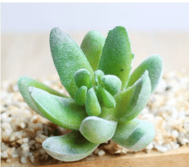 Indoor Succulent Green Plants Simulation Plants Decorative Flowers And Plants - Mubimart