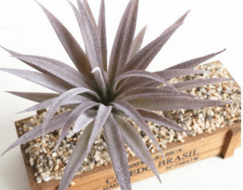 Indoor Succulent Green Plants Simulation Plants Decorative Flowers And Plants - Mubimart