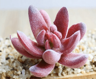 Indoor Succulent Green Plants Simulation Plants Decorative Flowers And Plants - Mubimart