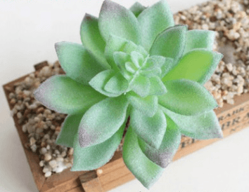 Indoor Succulent Green Plants Simulation Plants Decorative Flowers And Plants - Mubimart