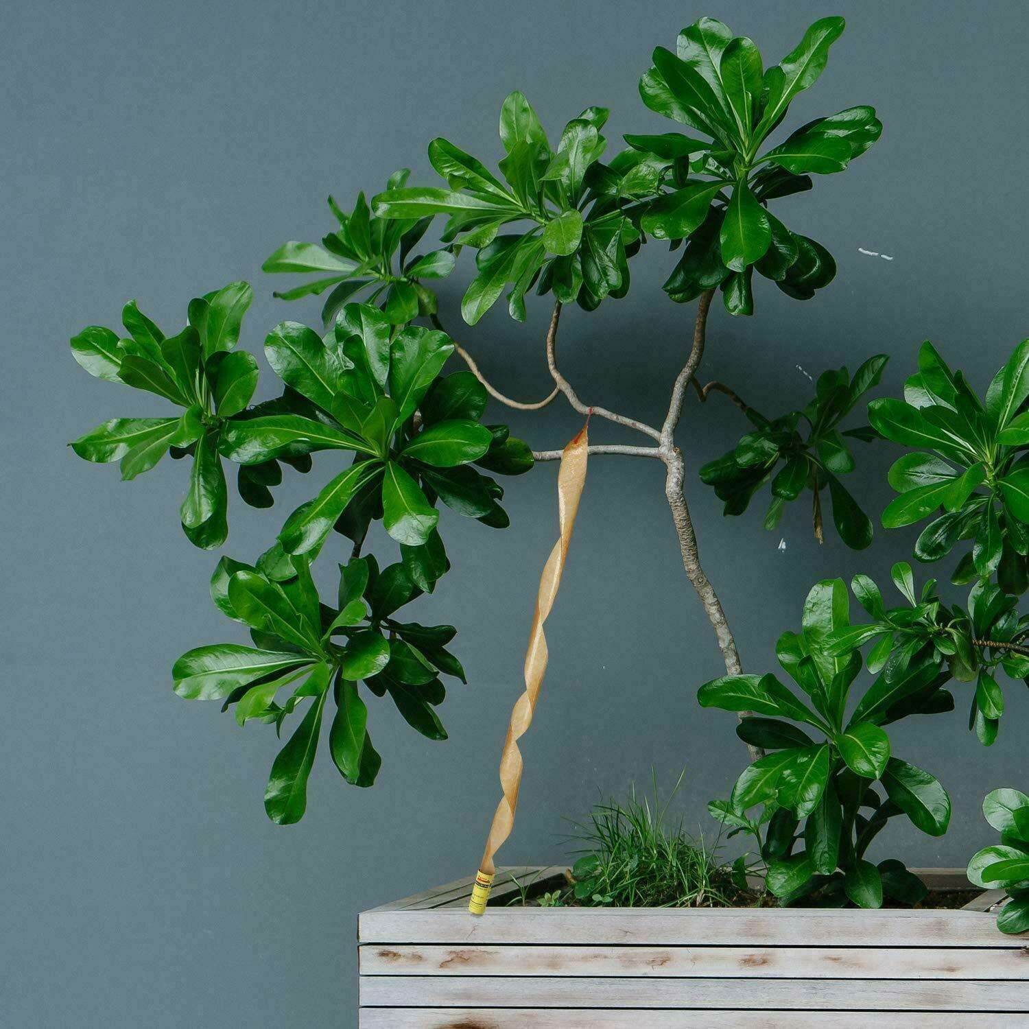 16 INSECT BUG FLY GLUE PAPER CATCHER TRAP RIBBON TAPE STRIP STICKY FLIES ROLLS - Mubimart