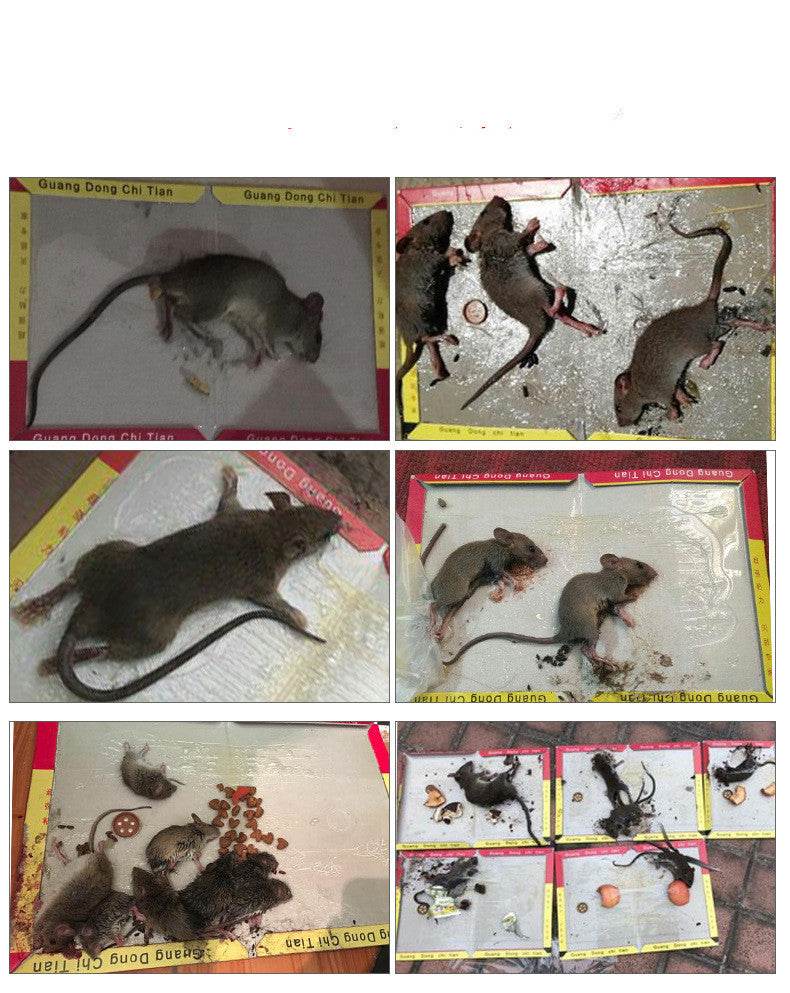 20g Household Strong Sticky Mouse Trap Sticker - Mubimart