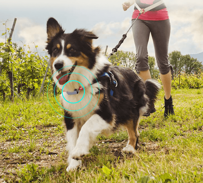 Beidou GPS pet positioning collar - Mubimart