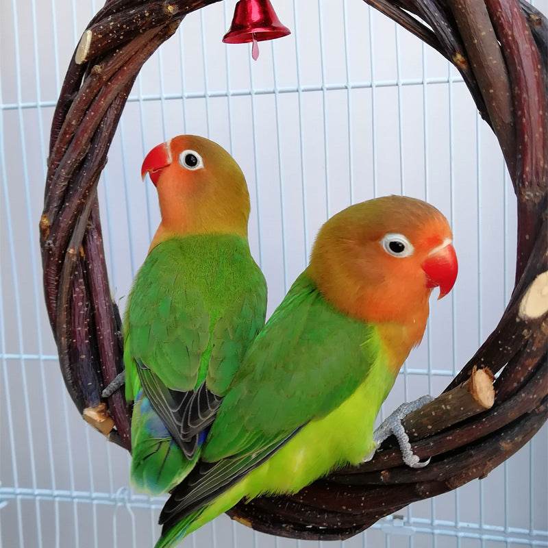 Bird Standing Frame Rattan Ring Chewing Toy Bird Cage - Mubimart