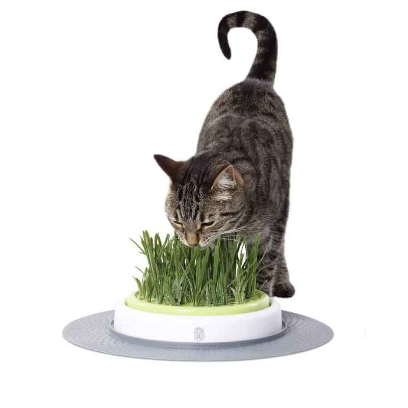 Cat Grass