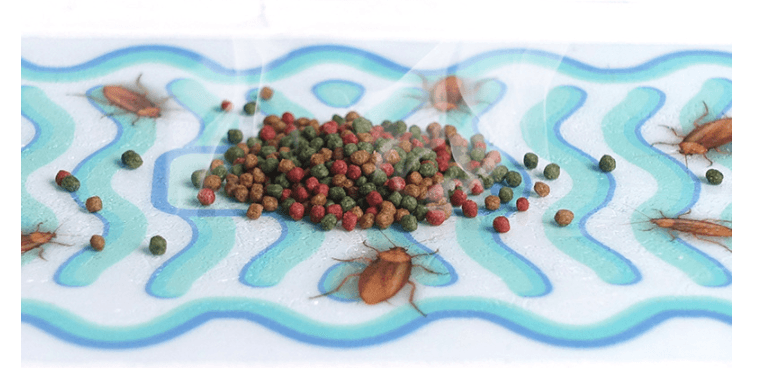 Cockroach House Paste Cockroach Trap Household Xiaoqiang Killer To Kill Cockroaches - Mubimart