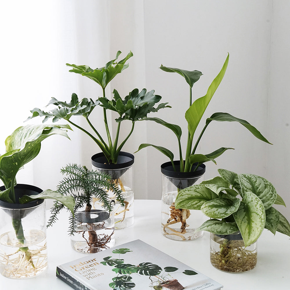 Cultivate Water Plants To Purify The Air Office Desktop Potted Plants - Mubimart -  