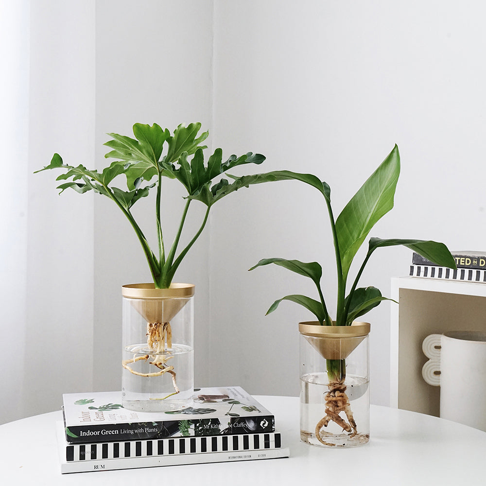 Cultivate Water Plants To Purify The Air Office Desktop Potted Plants - Mubimart - Artificial plant 