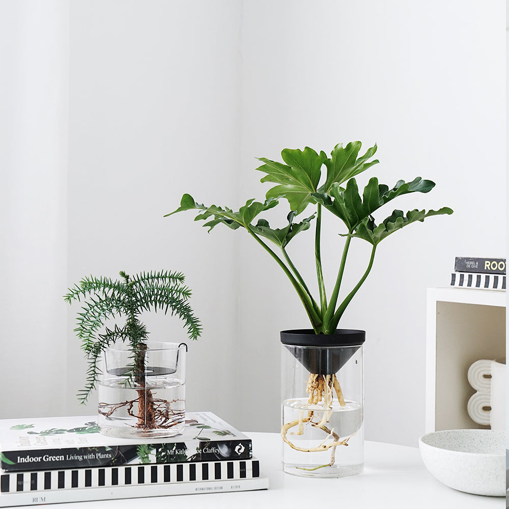 Cultivate Water Plants To Purify The Air Office Desktop Potted Plants - Mubimart -  