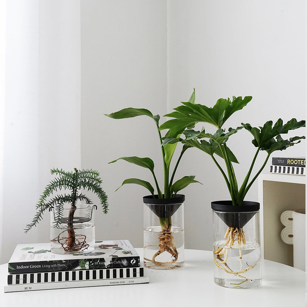 Cultivate Water Plants To Purify The Air Office Desktop Potted Plants - Mubimart -  