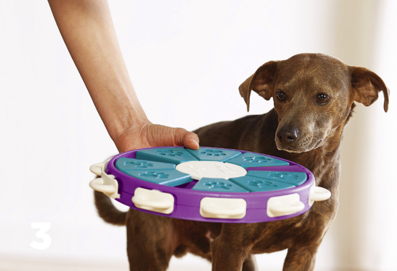 Dog educational toys - Mubimart -  