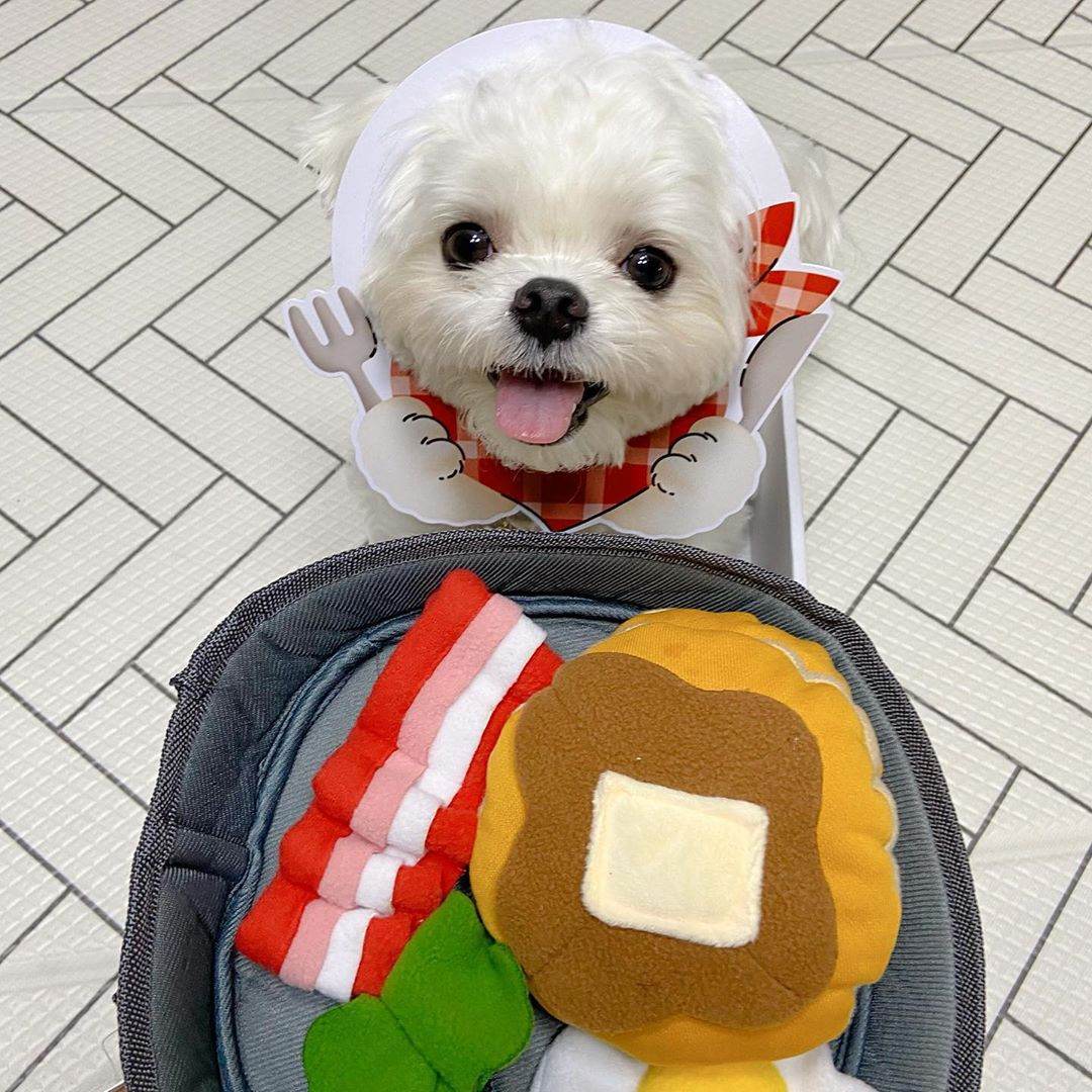Dog hide food toys - Mubimart