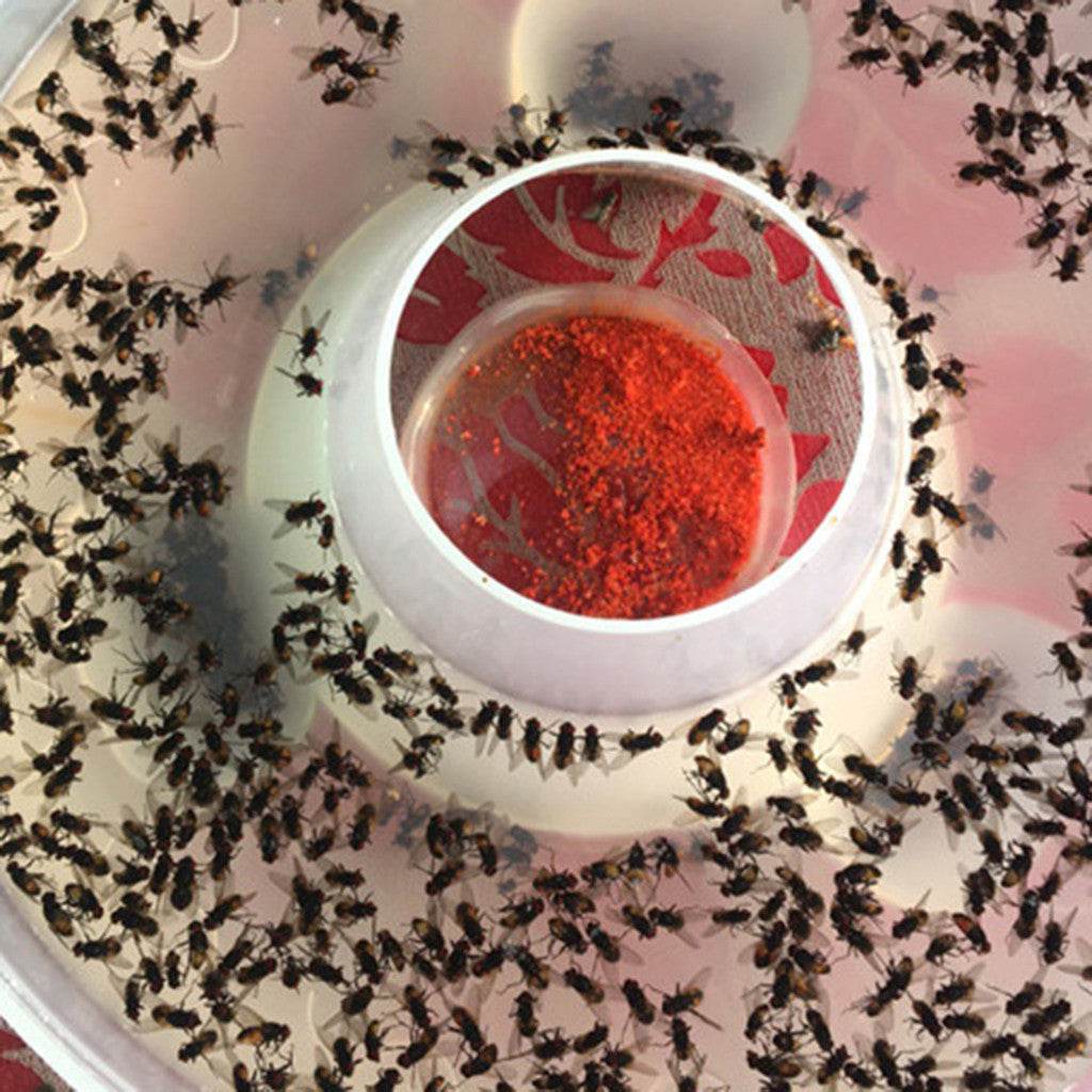 Effective Killer Cockroach Powder Bait Special Insecticide Bug Medicine Insect Reject Pest Control Odorless Bait - Mubimart