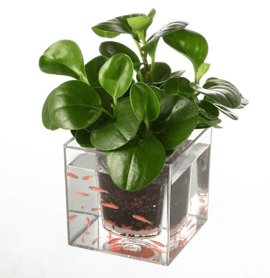 Fish Tank Flowerpot - Mubimart