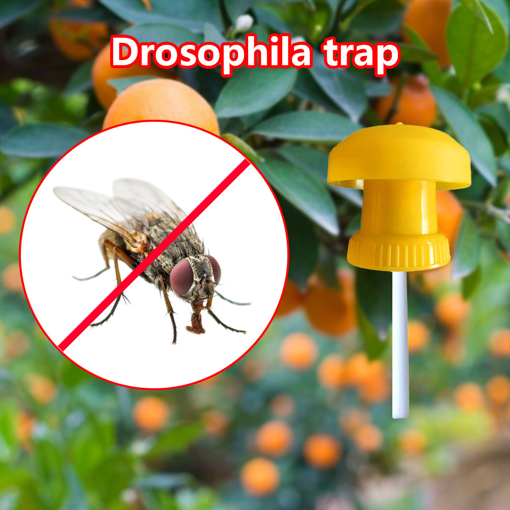 Fruit Fly Trap Cover With Fruit Fly Attractant - Mubimart -  