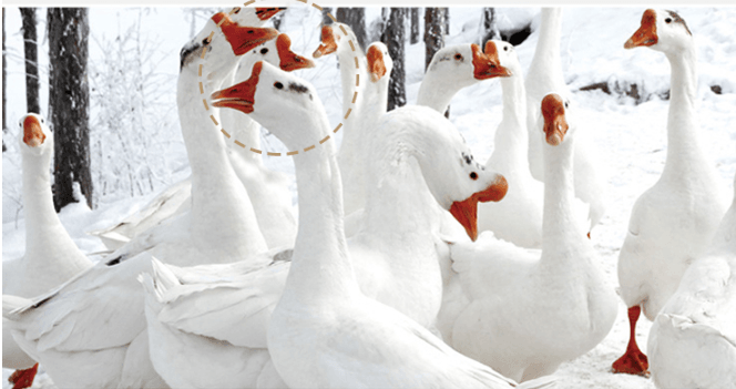 Goose feather back pillow - Mubimart