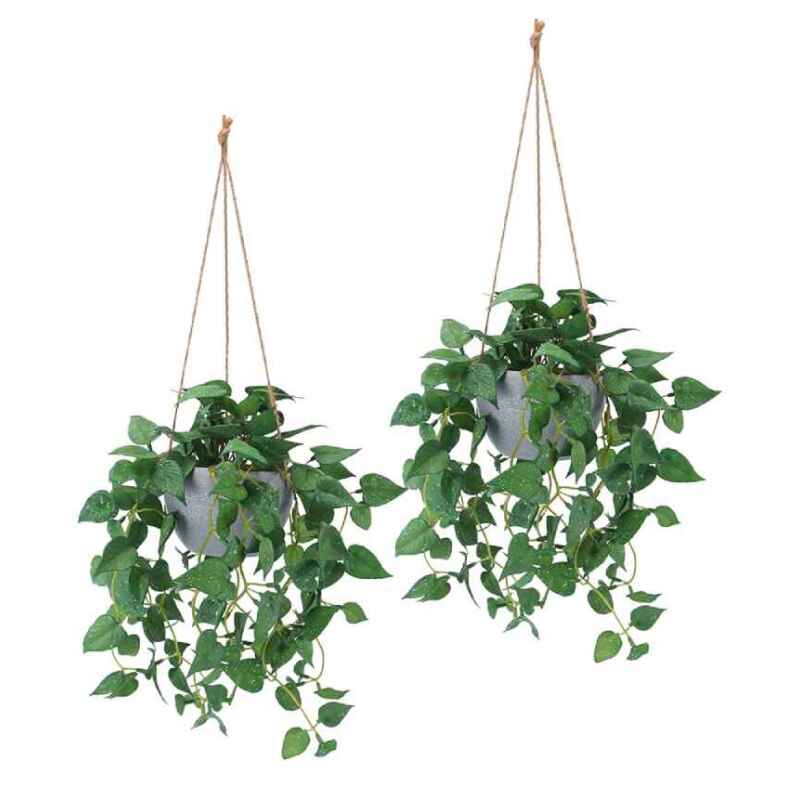 Hanging Plants