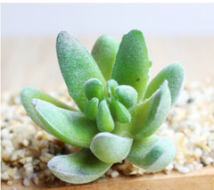 Indoor Succulent Green Plants Simulation Plants Decorative Flowers And Plants - Mubimart -  