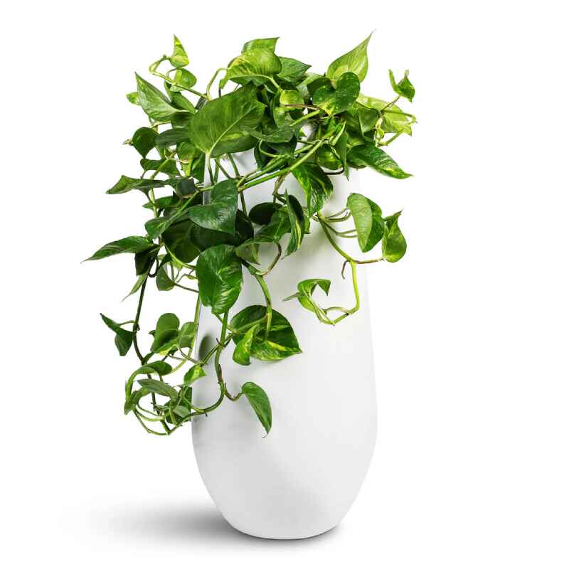 Indoor Planters