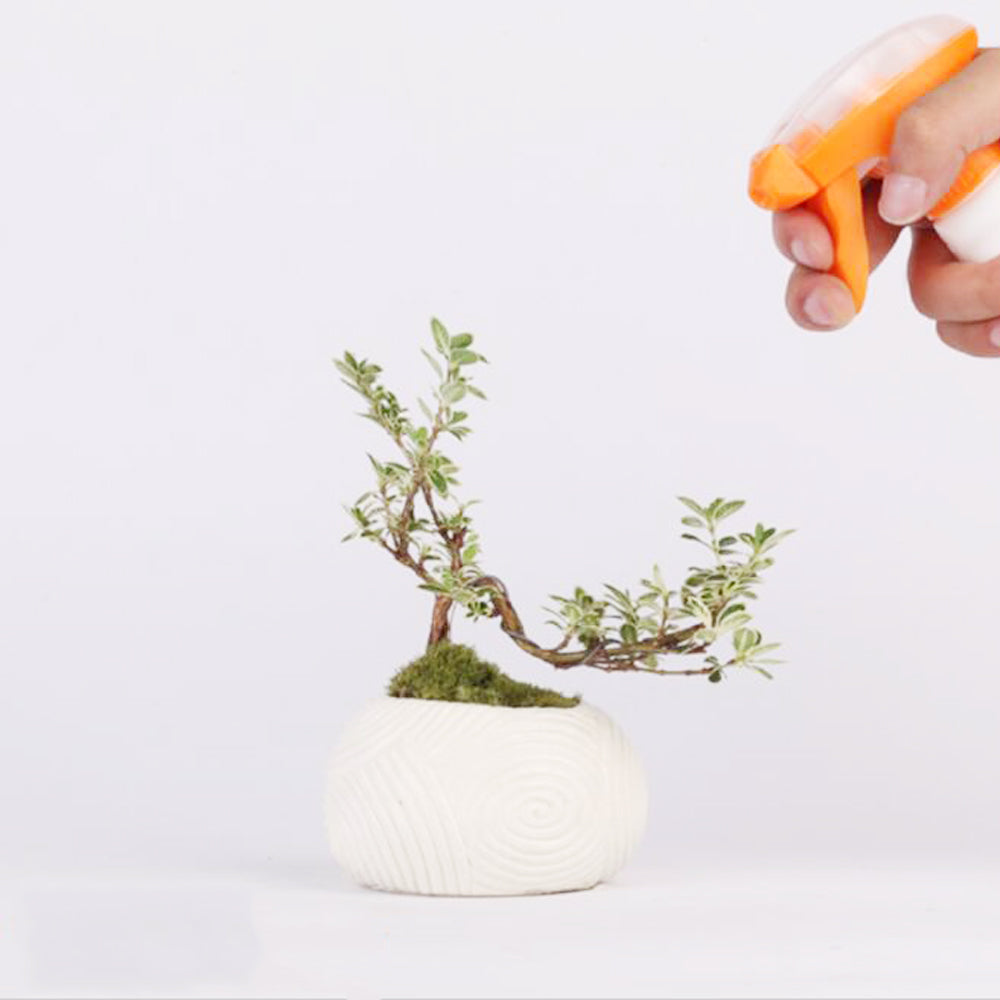 Magnetic Levitation Potted Plants - Mubimart -  