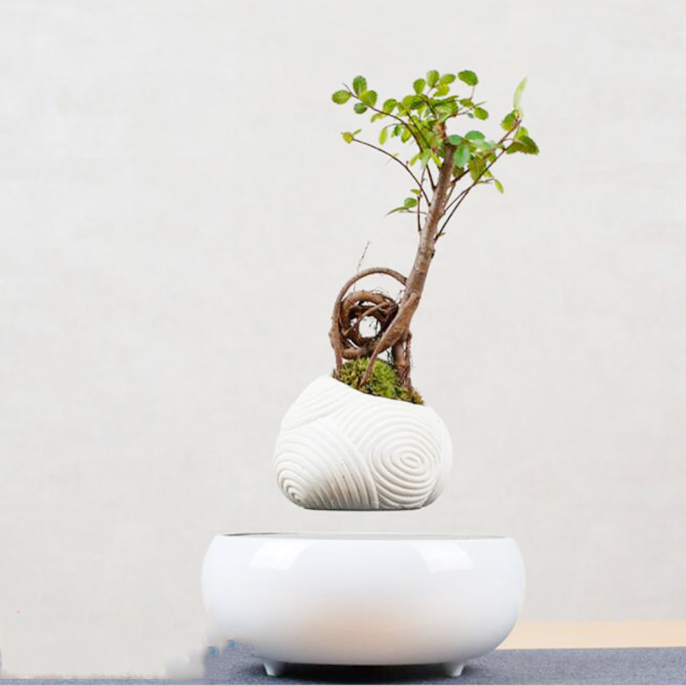 Magnetic Levitation Potted Plants - Mubimart -  