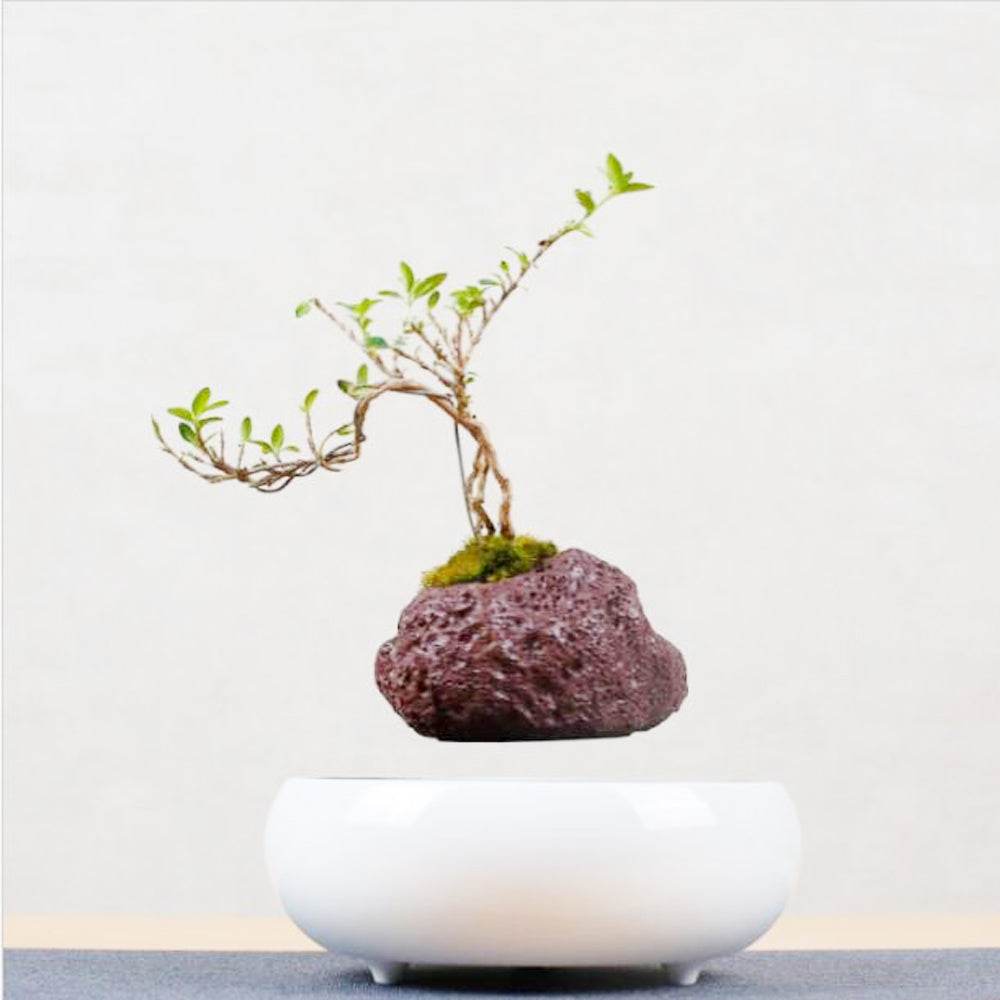Magnetic Levitation Potted Plants - Mubimart
