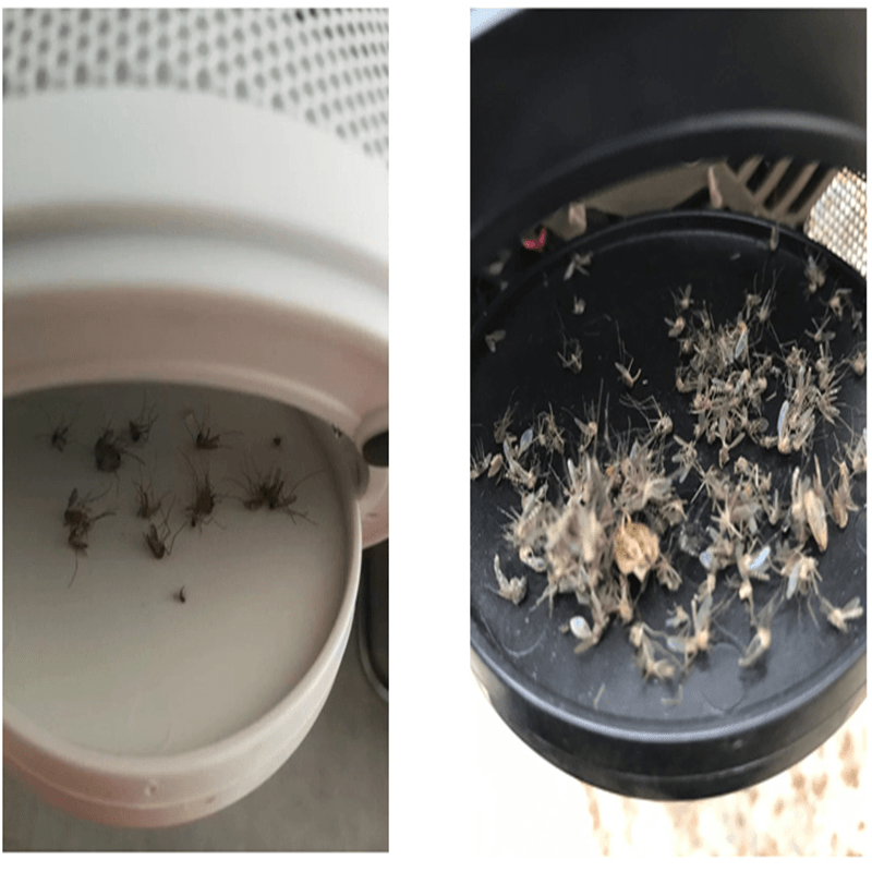 Mosquito trap - Mubimart