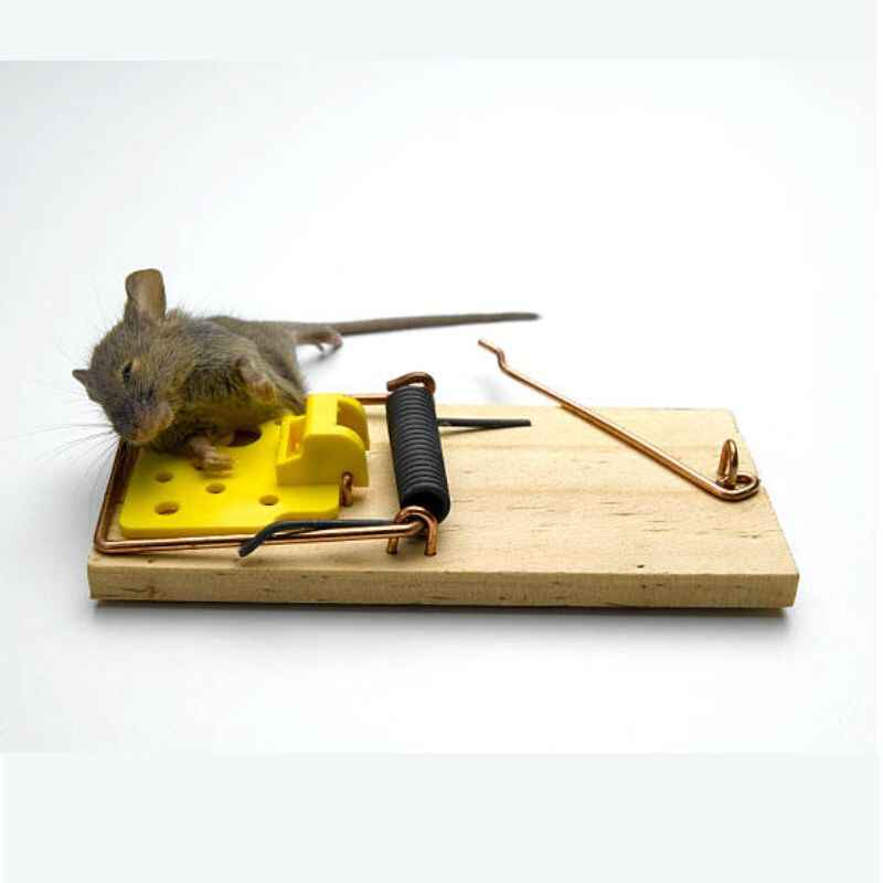 Mouse Trap