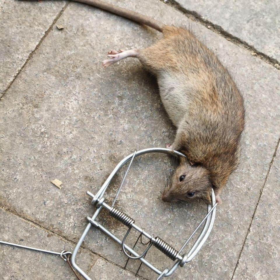 Mousetrap Clip Household Mouse Trap - Mubimart