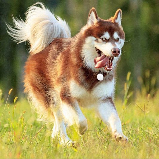 Pet mini GPS locator - Mubimart
