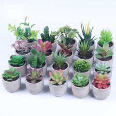 Simulation Of Succulent Potted Plants - Mubimart -  