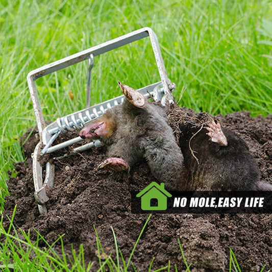 The Mole Rat Farm Rat Trap - Mubimart