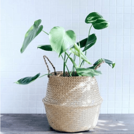 Wicker Foldable Planter Basket - Mubimart