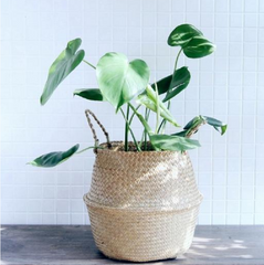 Wicker Foldable Planter Basket - Mubimart -  